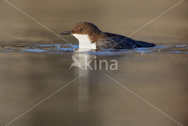 White-throated Dipper (Cinclus cinclus)