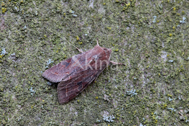 Variabele voorjaarsuil (Orthosia incerta)