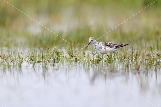 Poelruiter (Tringa stagnatilis)