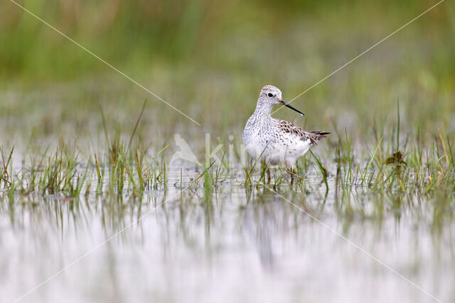 Poelruiter (Tringa stagnatilis)