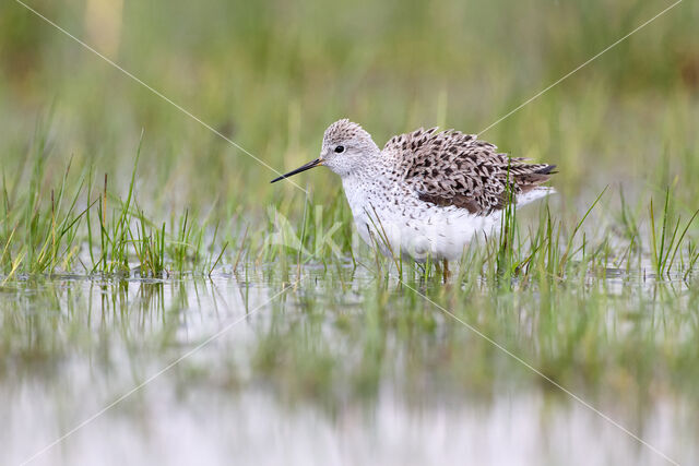 Poelruiter (Tringa stagnatilis)