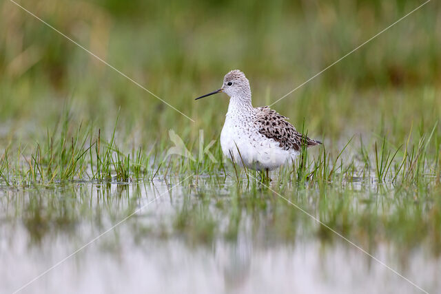 Marsh Sandpiper (Tringa stagnatilis)