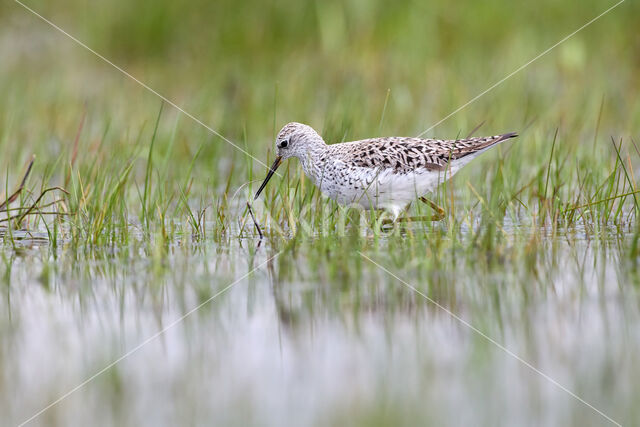 Marsh Sandpiper (Tringa stagnatilis)