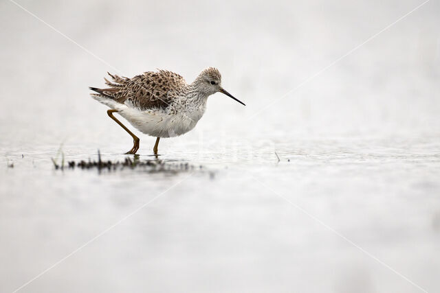 Marsh Sandpiper (Tringa stagnatilis)