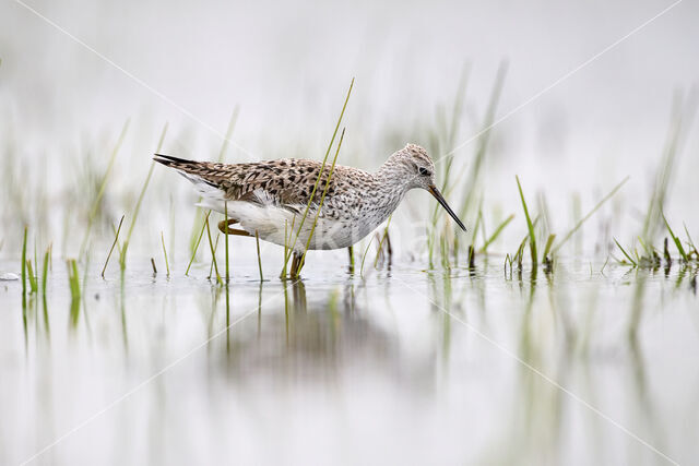 Poelruiter (Tringa stagnatilis)