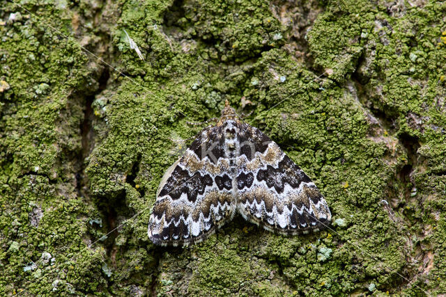 Kleine wortelhoutspanner (Electrophaes corylata)