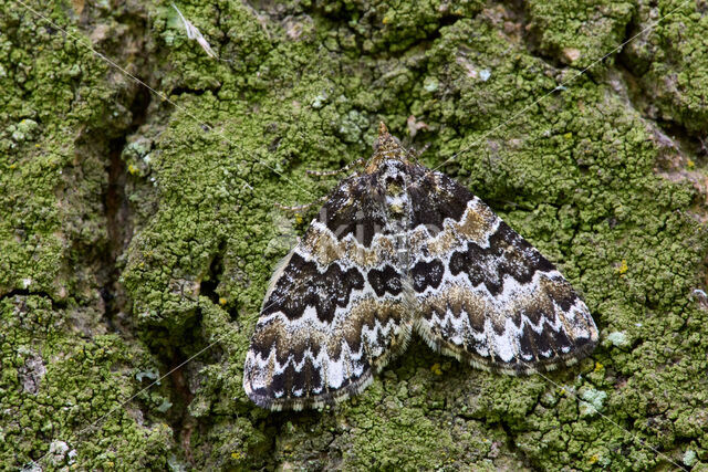 Kleine wortelhoutspanner (Electrophaes corylata)