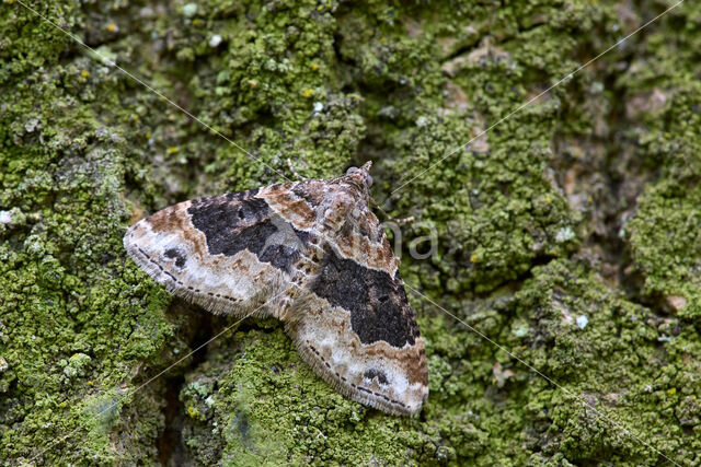 Dark-barred Twin-spot Carpet (Xanthorhoe ferrugata)