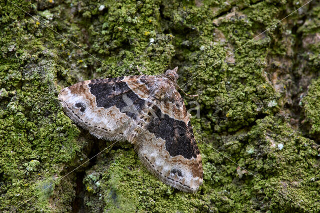 Dark-barred Twin-spot Carpet (Xanthorhoe ferrugata)