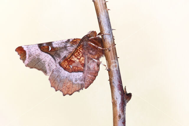 Halvemaanvlinder (Selenia tetralunaria)