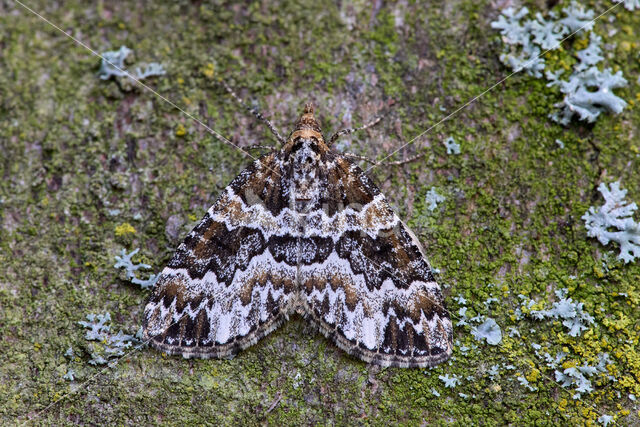 Kleine wortelhoutspanner (Electrophaes corylata)