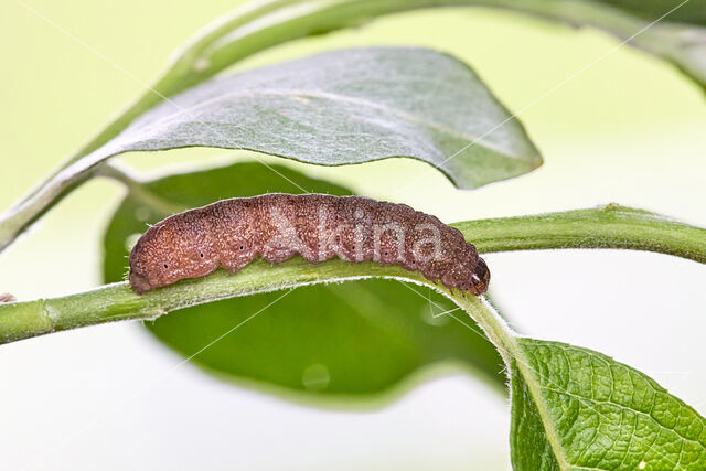 pinkbarred sallow (Xanthia togata)