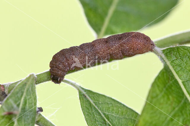 pinkbarred sallow (Xanthia togata)