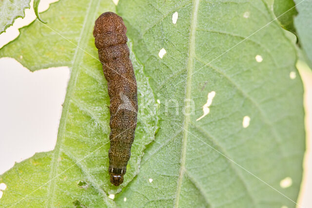 Wilgengouduil (Xanthia togata)