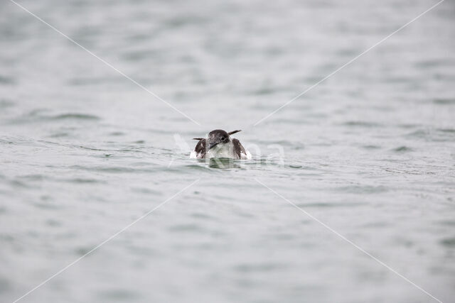 Noordse Pijlstormvogel (Puffinus puffinus)