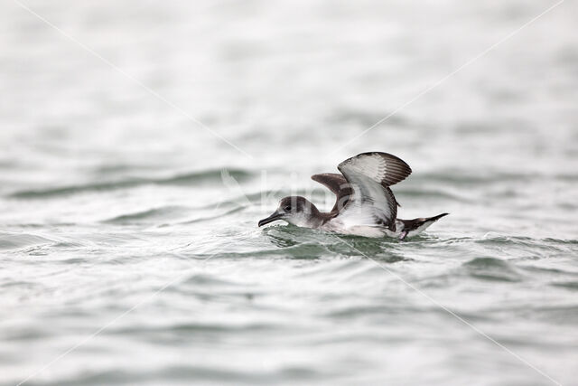 Noordse Pijlstormvogel (Puffinus puffinus)