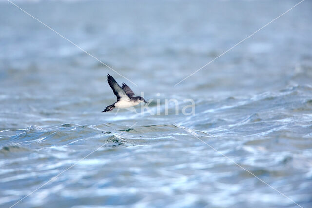 Noordse Pijlstormvogel (Puffinus puffinus)