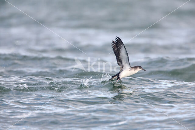 Noordse Pijlstormvogel (Puffinus puffinus)