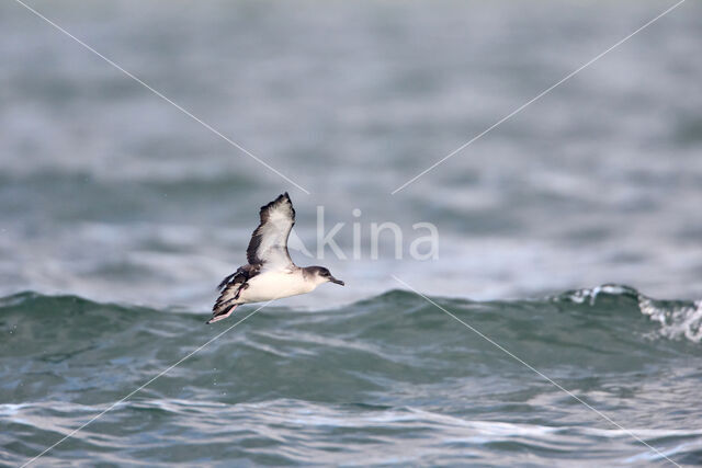 Noordse Pijlstormvogel (Puffinus puffinus)