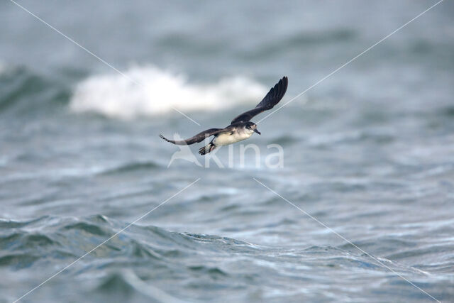 Noordse Pijlstormvogel (Puffinus puffinus)