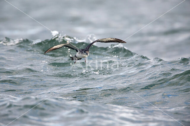 Noordse Pijlstormvogel (Puffinus puffinus)