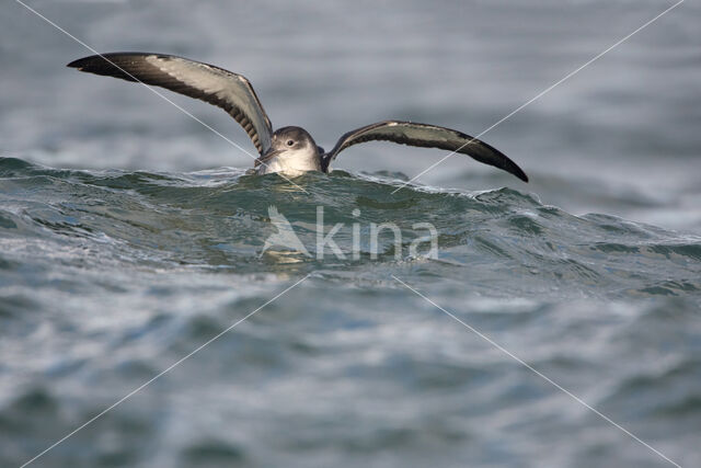 Noordse Pijlstormvogel (Puffinus puffinus)