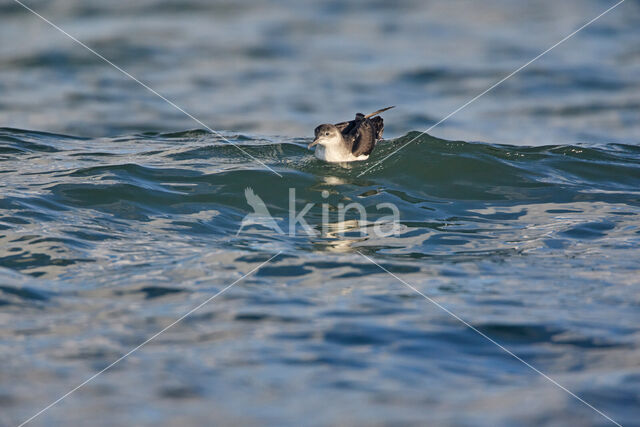 Noordse Pijlstormvogel (Puffinus puffinus)