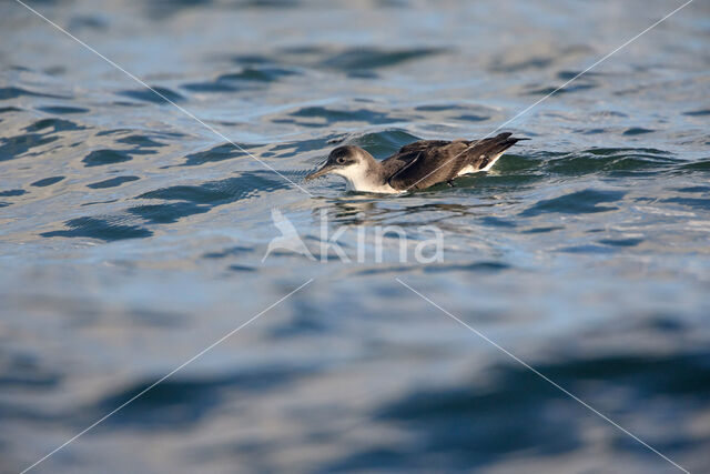 Noordse Pijlstormvogel (Puffinus puffinus)