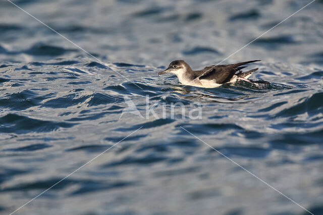 Noordse Pijlstormvogel (Puffinus puffinus)