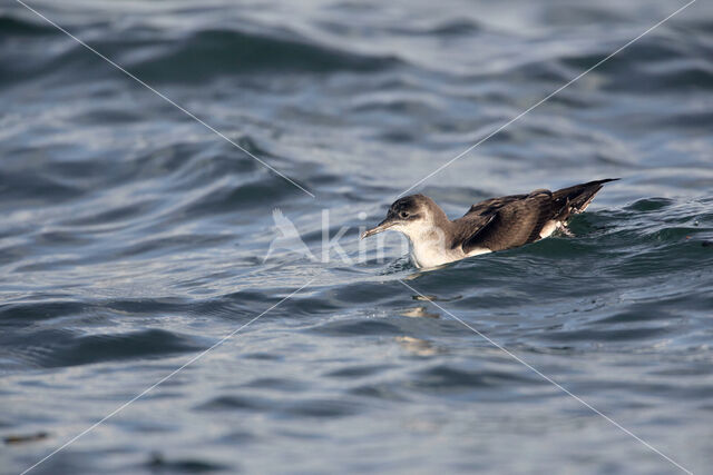 Noordse Pijlstormvogel (Puffinus puffinus)