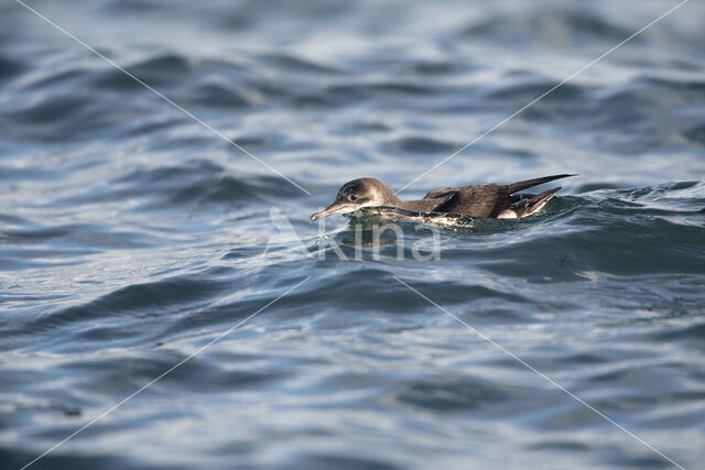 Noordse Pijlstormvogel (Puffinus puffinus)