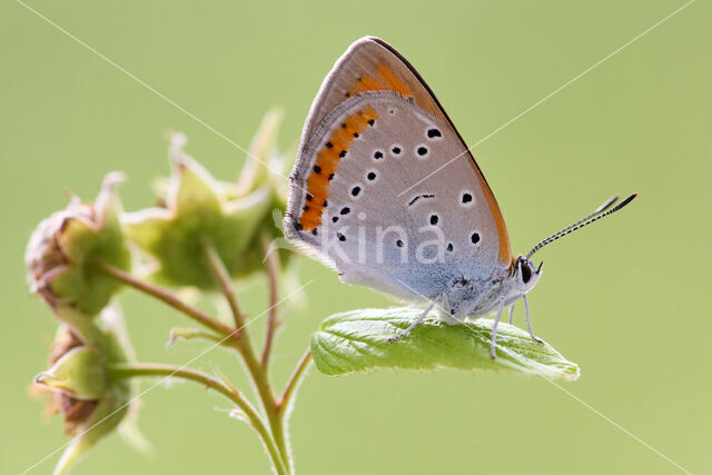 Grote vuurvlinder (Lycaena dispar)