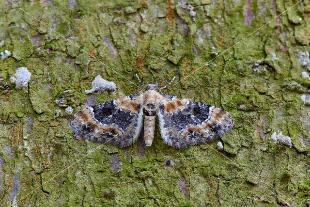 Vlasbekdwergspanner (Eupithecia linariata)