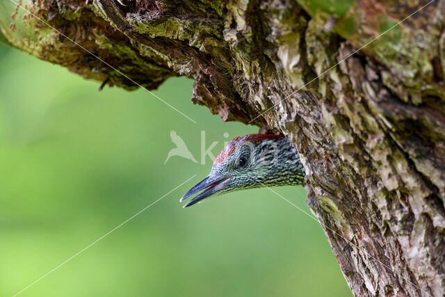 Eurasian Green Woodpecker (Picus viridis)