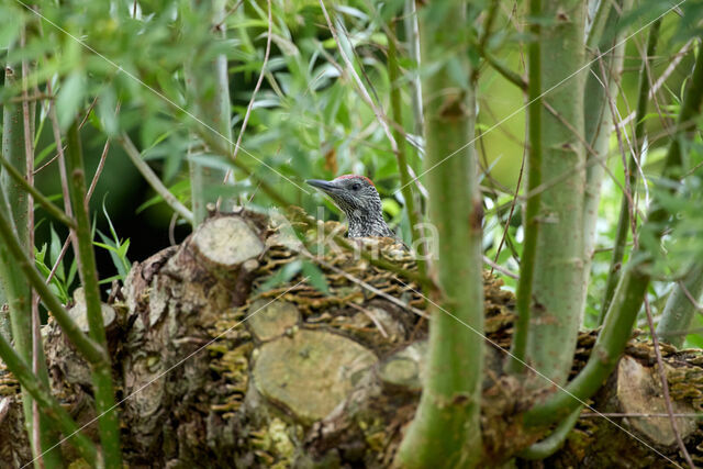 Eurasian Green Woodpecker (Picus viridis)