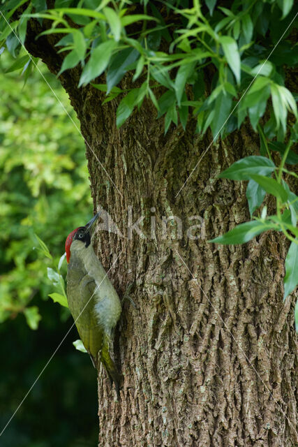 Groene Specht (Picus viridis)