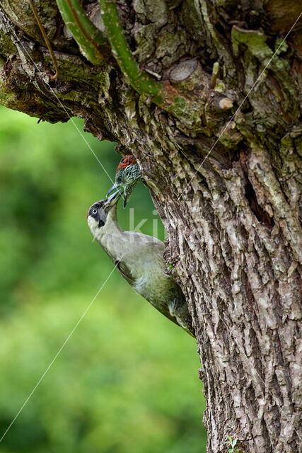 Groene Specht (Picus viridis)