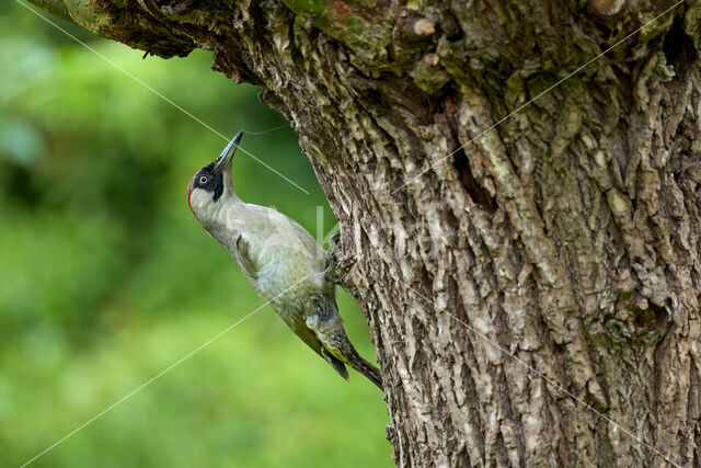 Eurasian Green Woodpecker (Picus viridis)