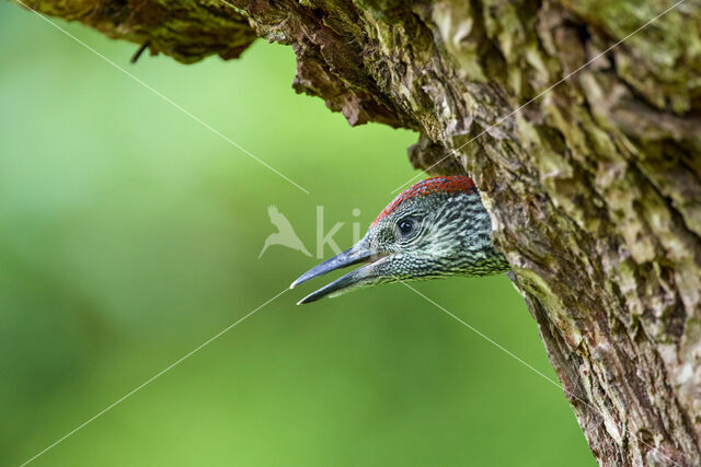 Groene Specht (Picus viridis)