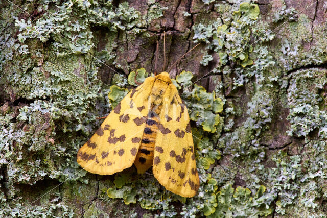 Purperbeer (Rhyparia purpurata)