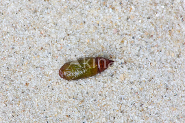 Yellow Shell (Camptogramma bilineata)