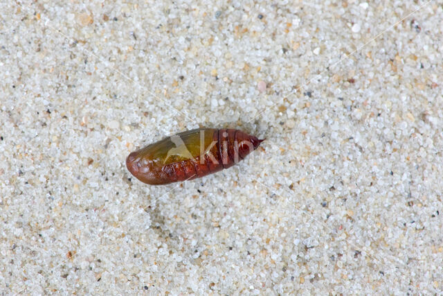 Yellow Shell (Camptogramma bilineata)