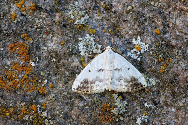 Witte schaduwspanner (Lomographa temerata)