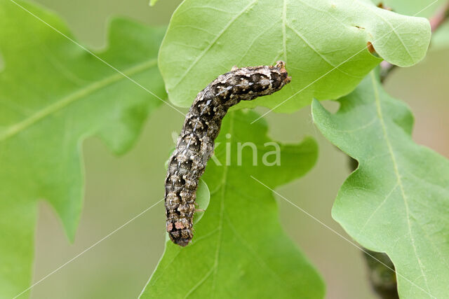 Diana-uil (Dichonia aprilina)