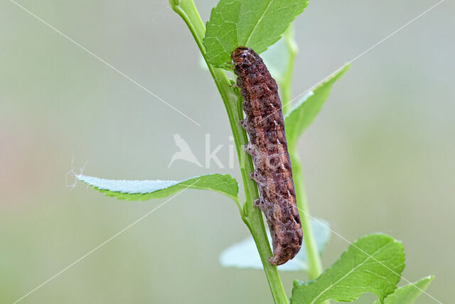 grote bosbesuil (Eurois occulta)