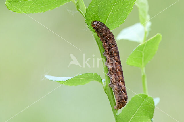 grote bosbesuil (Eurois occulta)