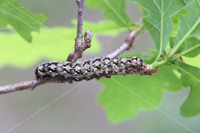 Diana-uil (Dichonia aprilina)