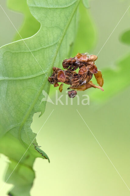 Blotched Emerald (Comibaena bajularia)