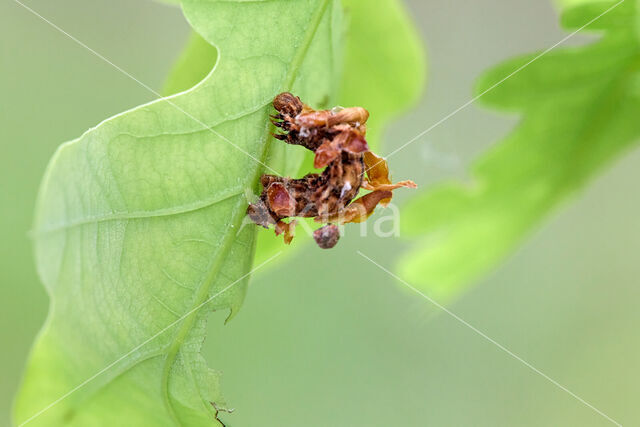 Blotched Emerald (Comibaena bajularia)