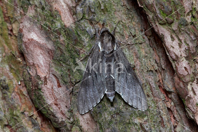 Dennenpijlstaart (Sphinx pinastri)